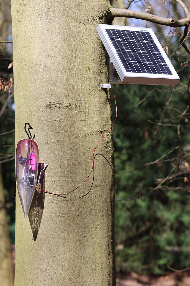 Woodpeckers