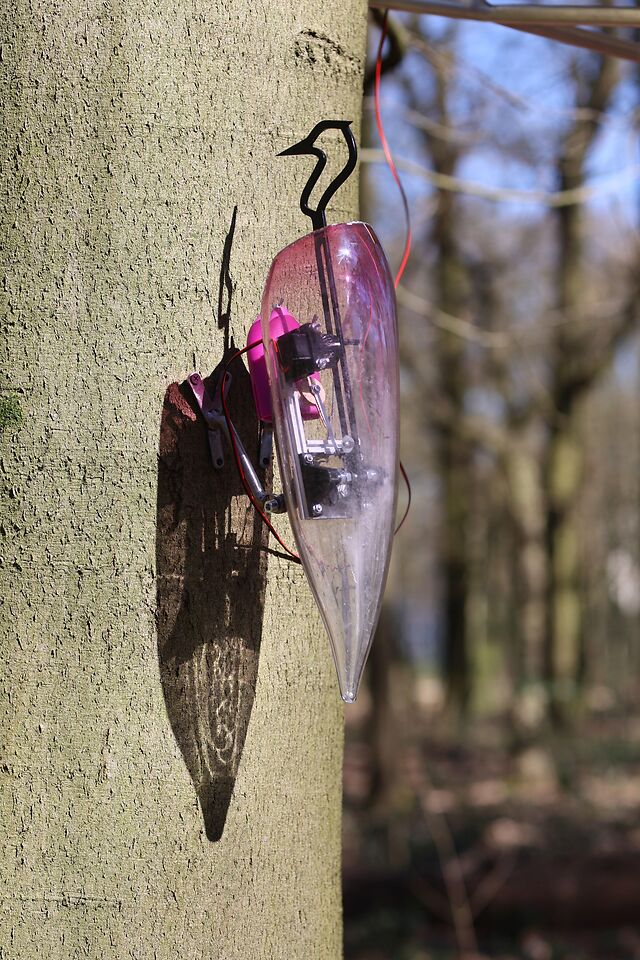 Woodpeckers